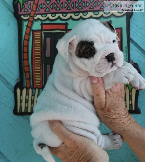 English bulldog puppies akc champion blo