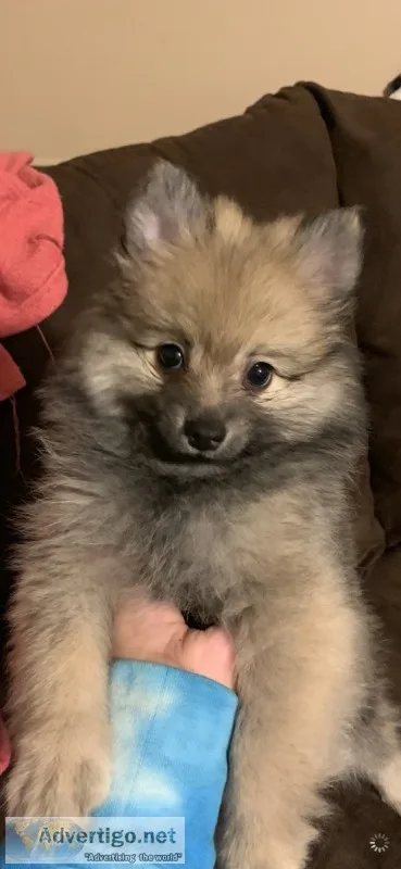 2 boy 1 girl 9 wk old Pom pups looking for forever home