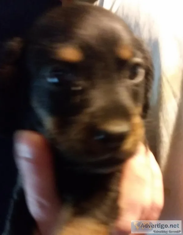 Dachshund mixed Puppies Lhasahunds