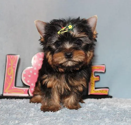 Micro Tiny Teacup Yorkie Puppy Boy (Yuri)