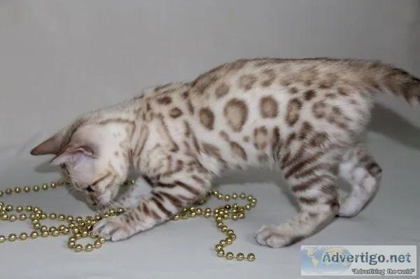 Snow Spotted Bengal Kittens for Sale