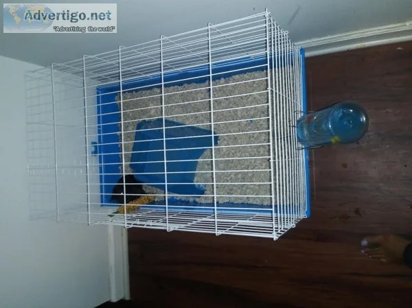 Guinea Pig w Cage and Accessories