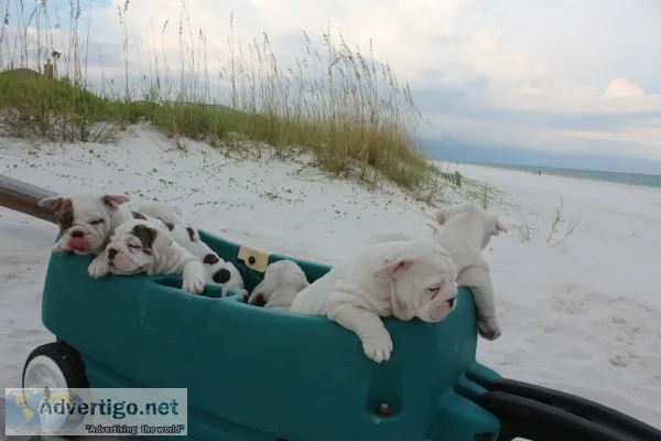 English bulldog puppies akc champion blo