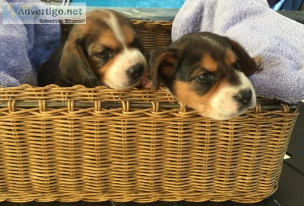 Beagle Puppies
