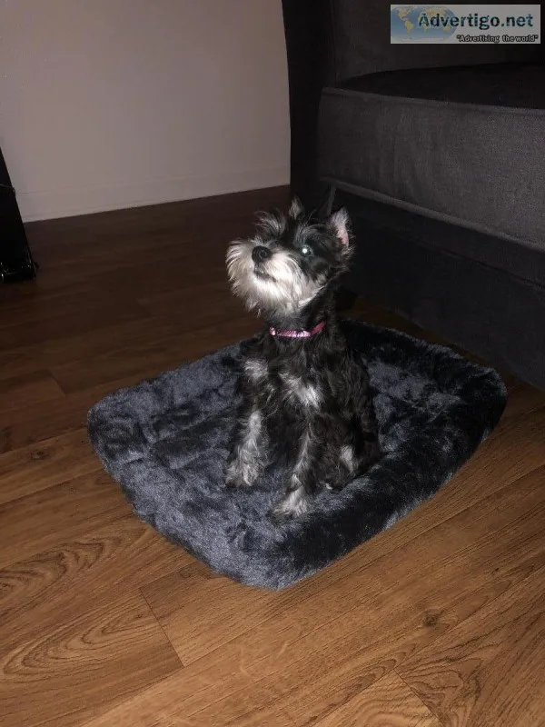 Miniature Schnauzer