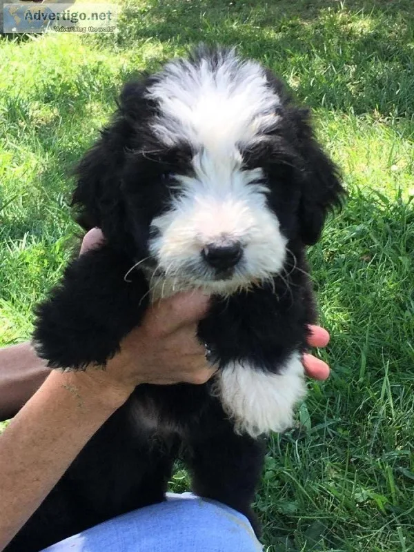 Bernedoodles