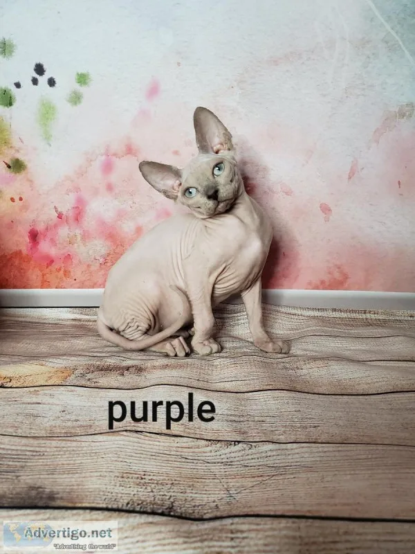 Sphynx kittens
