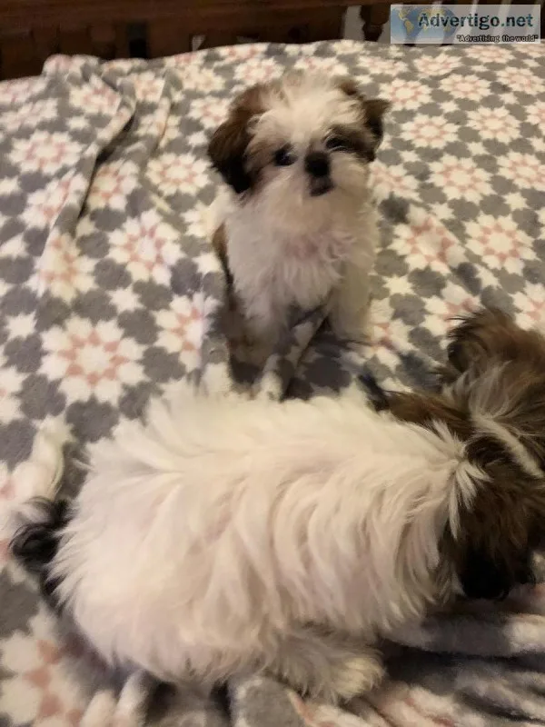 Small Shih Tzu