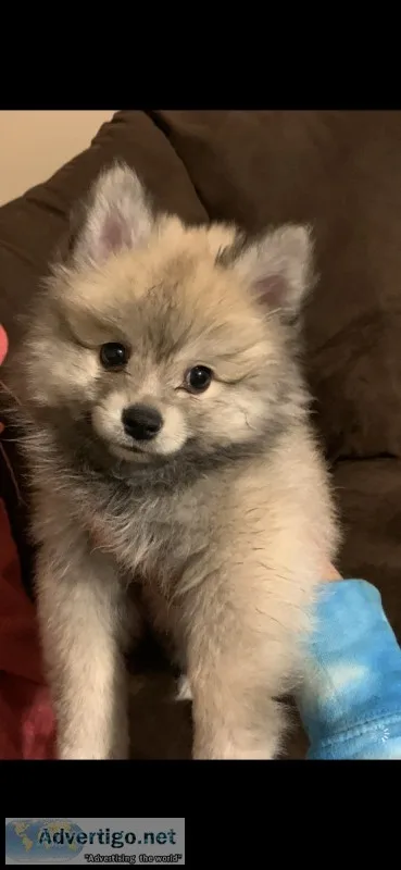 Pom pups looking for forever home