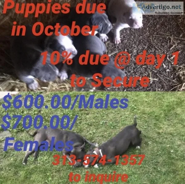 Blue American Bully Puppies