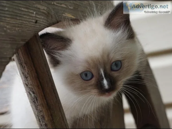 Ragdoll kittens