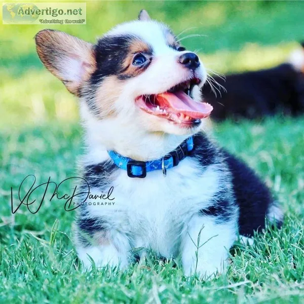 AKC Reg Pembroke Welsh Corgi Male&rsquos born on June 6th
