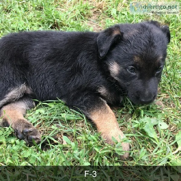 German Shepherd Puppies