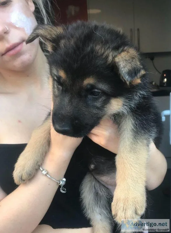 Westamin German Shepherd puppies