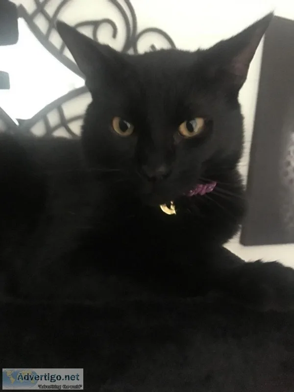 Black cat