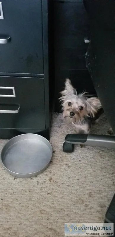 Yorkie-Havanese