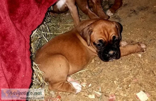 AKC Boxer Puppies