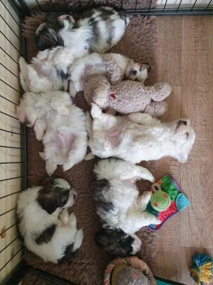 adorable maltese pups