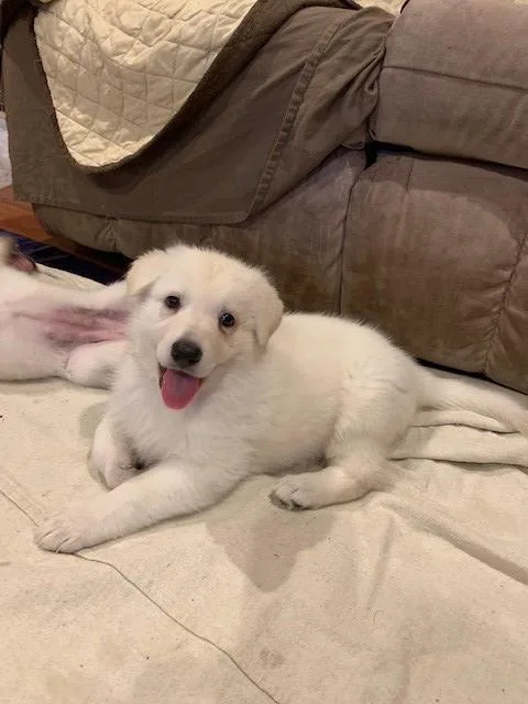 AKC Registered White German Shepherd