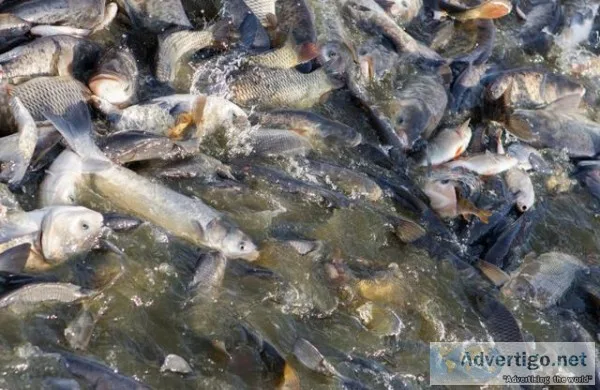 Best aquaculture in India