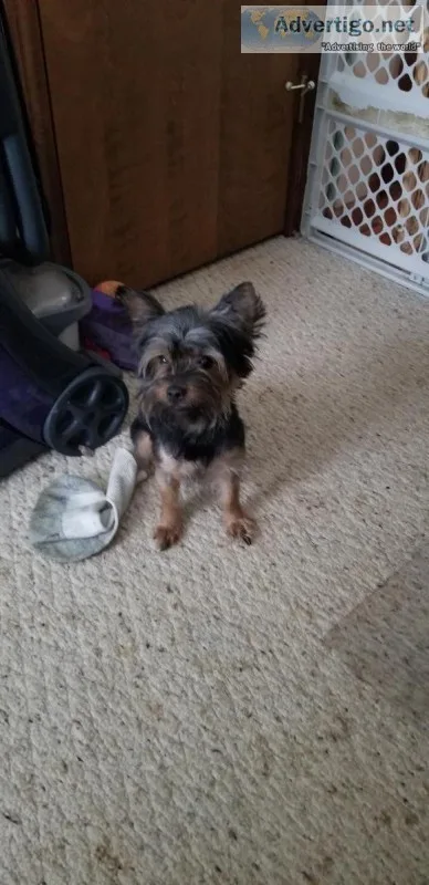 Yorkie