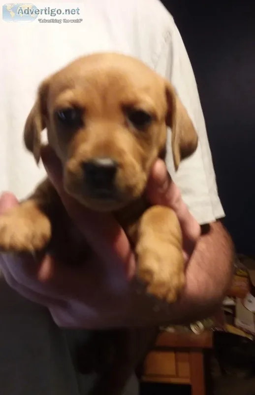 Lhasahunds Dachshund x Lhasa Apso