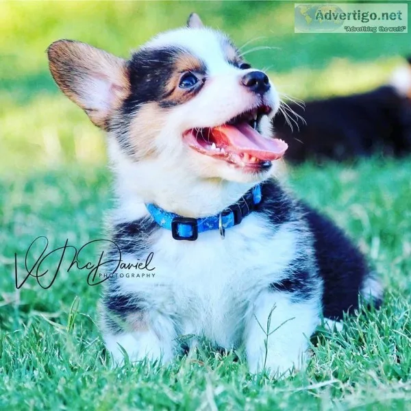 AKC Reg Pembroke Welsh Corgi Male&rsquos born on June 6th