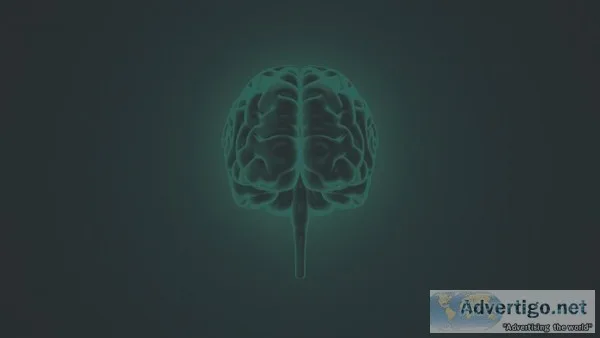Midbrain Function Psychology
