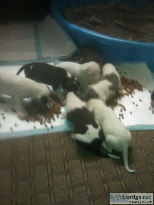 Cuteplayful 3 in half weeks old pitbulls