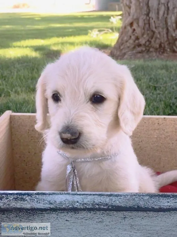 Labradoodle