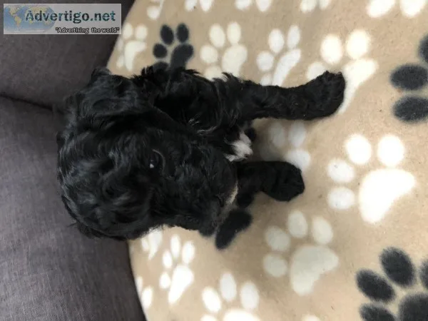 Adorable Yorkipoo Puppies