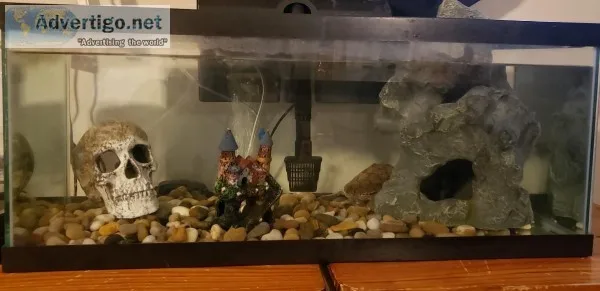 turtle tank
