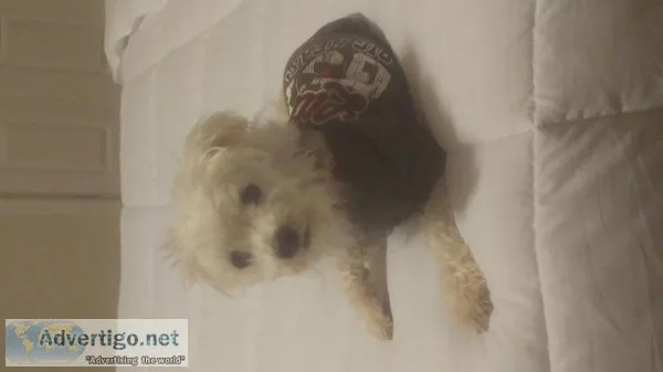 14 yr old Maltese