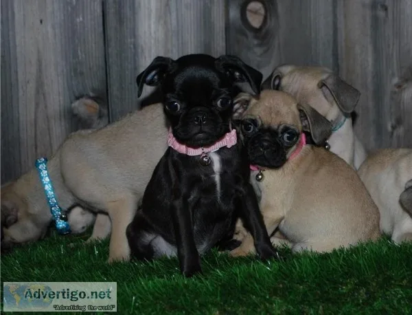 Healthy Litter of Pug puppies ready