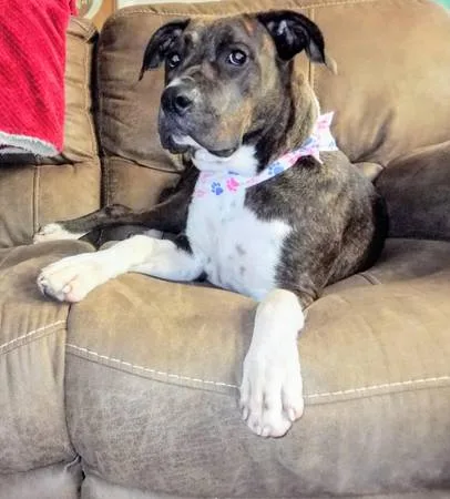 Beautiful Reverse Brindle Boxer Mix