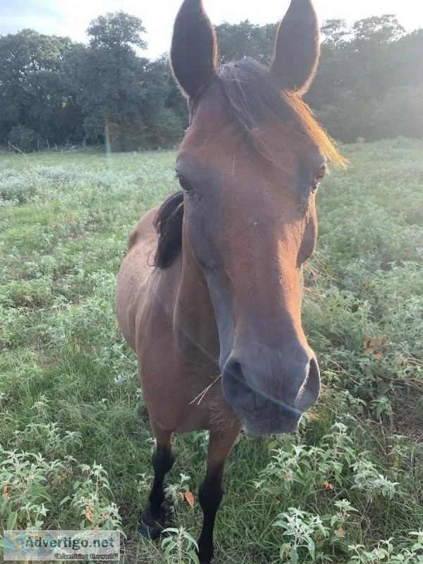 Arabian