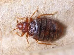 BedBug Exterminator