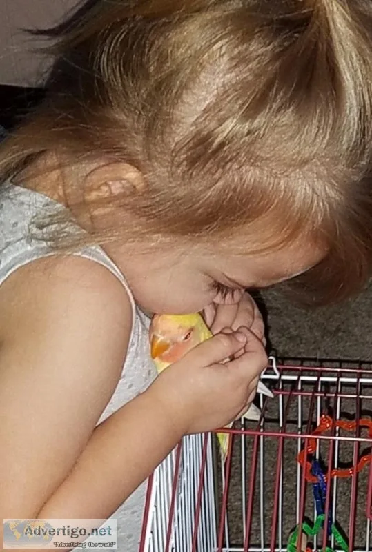 Lovebird