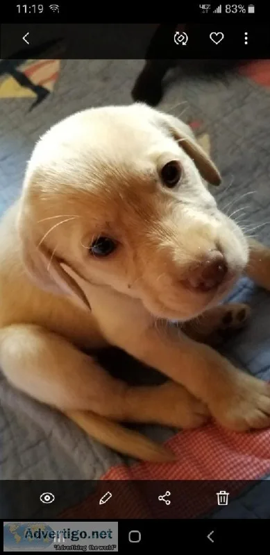 Akc litter of 12 cute yellow and chocolate labs