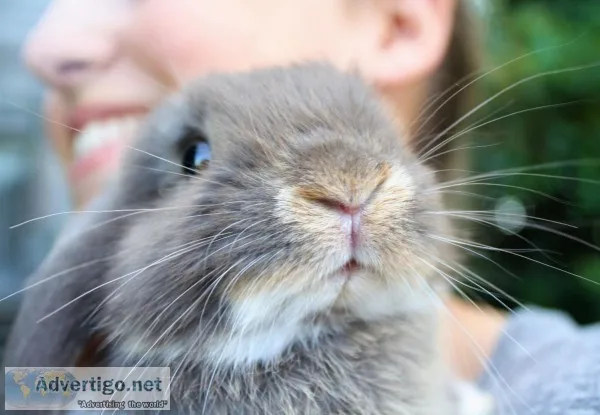 Pedigreed Dwarf Holland Lop Babies
