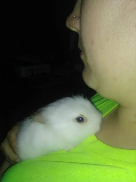 baby rabbits
