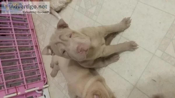 Shar-Pei