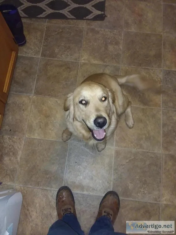 Akc registered golden retrievera