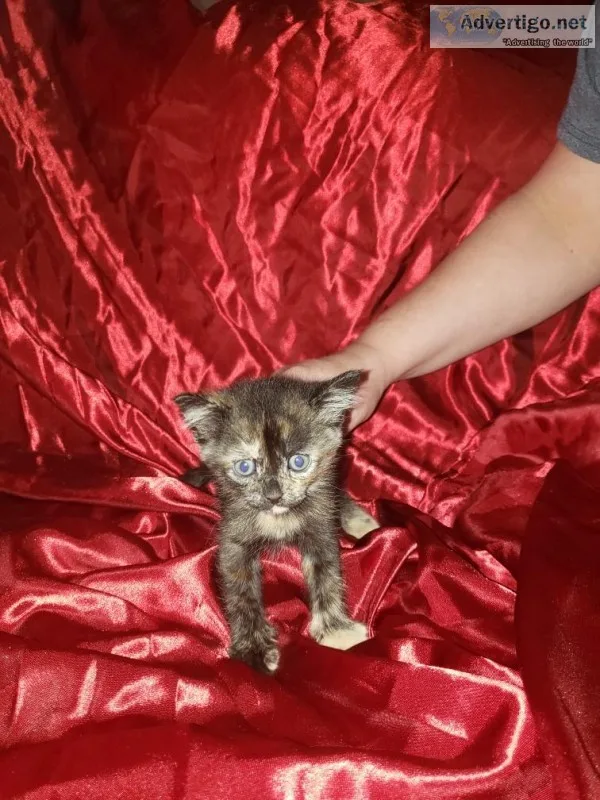 Free kittens