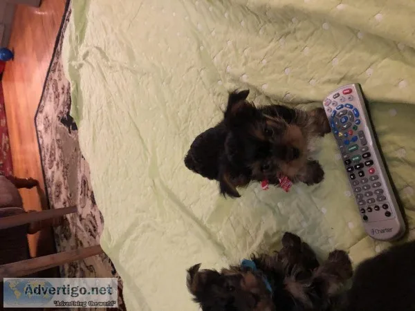 Male yorkie ready to go home 11weeks old
