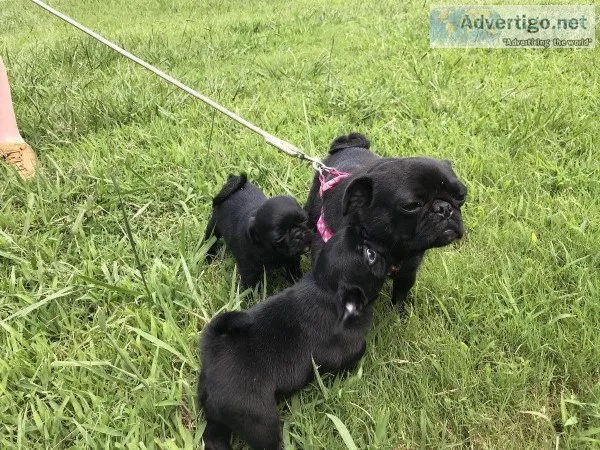 Pug puppies for sale