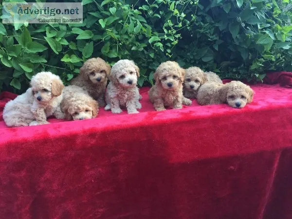 Mini Poodle Puppies For Sale in Tulsa