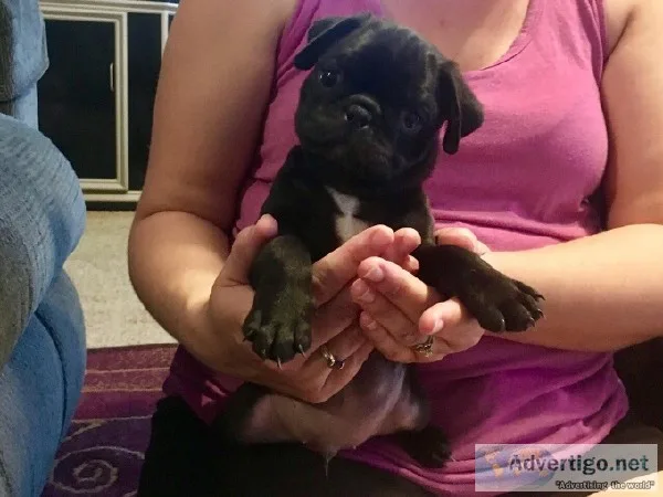Black Male Pug Puppy