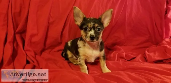 Chorkie Puppies