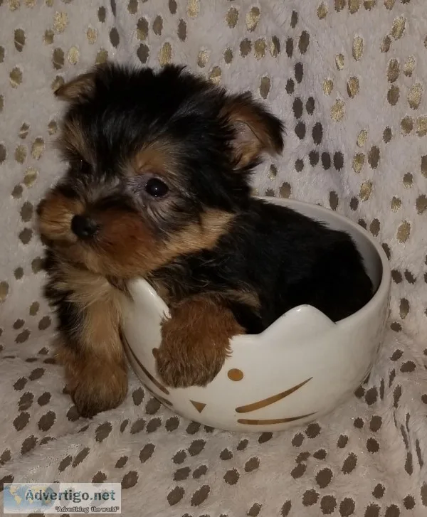 Tiny Yorkies